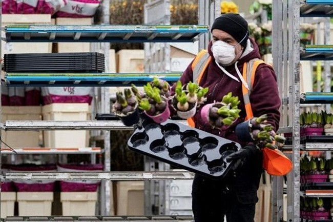 Theo Royal FloraHollan, 70 đến 80% tổng sản lượng hoa hàng năm của Hà Lan đang bị hủy bỏ.