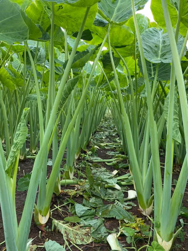 Vuon doc mung khung, cao qua dau nguoi gay ngo ngang-Hinh-2