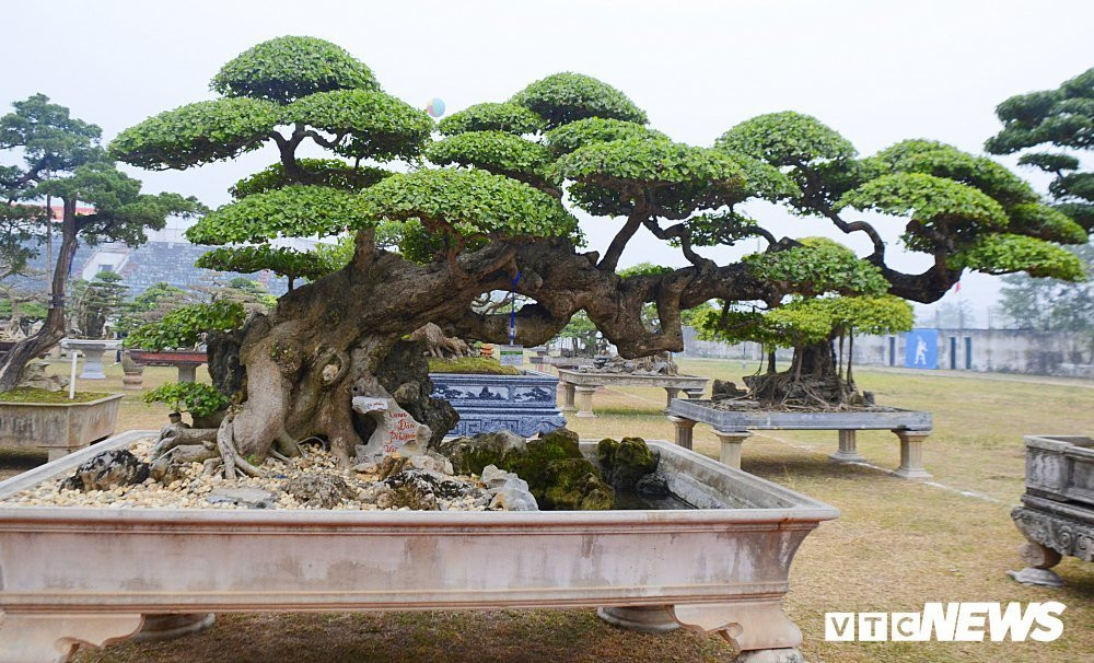 Cham cu duoi nghin nam tuoi, thu vui tien ty cua dai gia Viet-Hinh-6