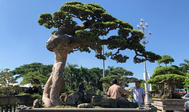 Cham cu duoi nghin nam tuoi, thu vui tien ty cua dai gia Viet-Hinh-2