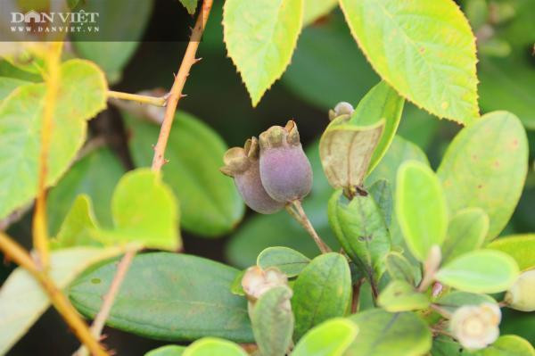 Kiem tien trieu moi ngay nho len rung hai loai qua 'than duoc' be ti-Hinh-8