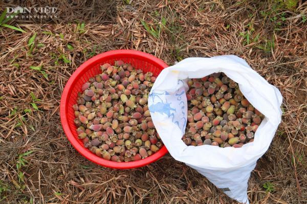 Kiem tien trieu moi ngay nho len rung hai loai qua 'than duoc' be ti-Hinh-9