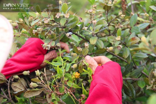 Kiem tien trieu moi ngay nho len rung hai loai qua 'than duoc' be ti-Hinh-4