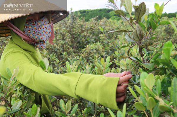 Kiem tien trieu moi ngay nho len rung hai loai qua 'than duoc' be ti-Hinh-2