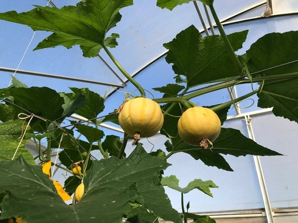 Loai qua nhap tu Nhat ve trong ban gia gap 100 lan-Hinh-3