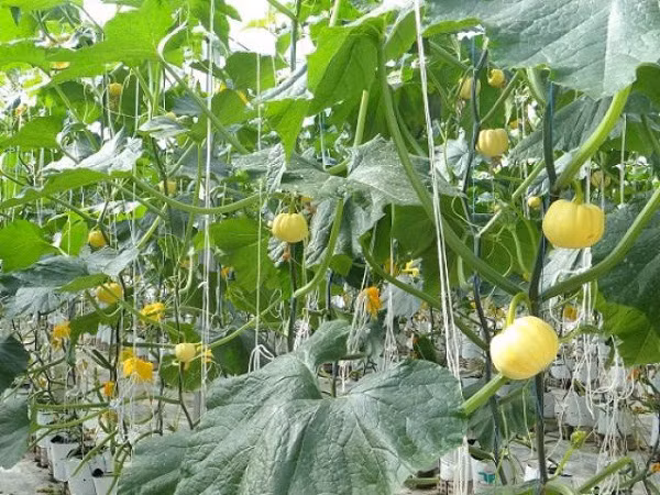 Loai qua nhap tu Nhat ve trong ban gia gap 100 lan-Hinh-2