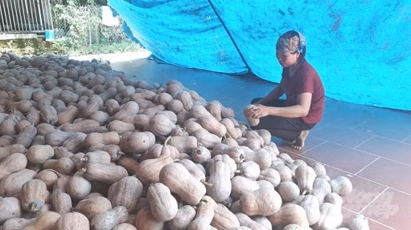 Loại quả nhập từ Nhật về trồng bán giá gấp 100 lần Loai qua nhap tu Nhat ve trong ban gia gap 100 lan