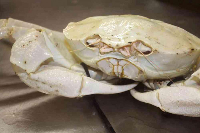 Cua bach tang gay bao boi mui vi thom ngon thuong hang-Hinh-2