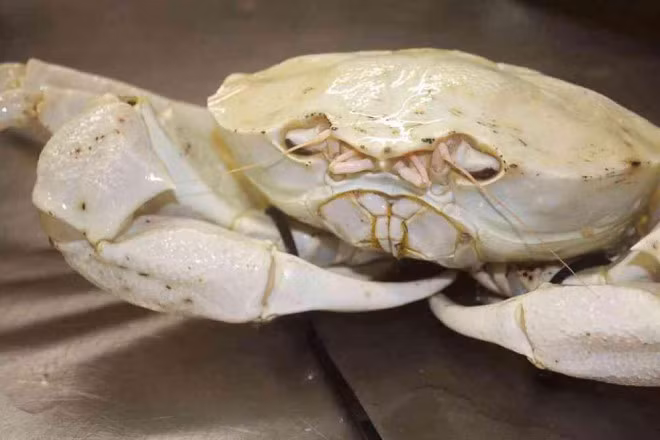 Cua bach tang gay bao boi mui vi thom ngon thuong hang-Hinh-2