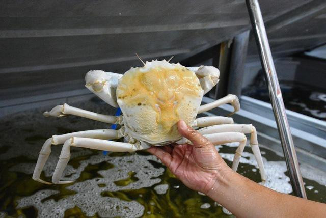 Cua bach tang gay bao boi mui vi thom ngon thuong hang