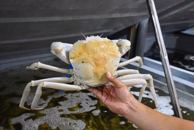 Cua bach tang gay bao boi mui vi thom ngon thuong hang