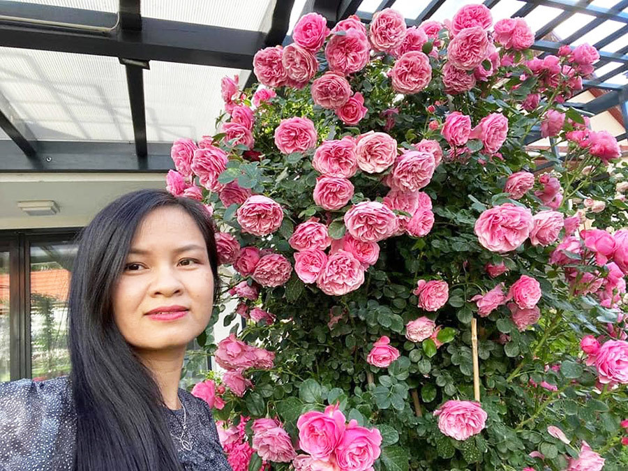 Vợ anh Song chụp hình kỷ niệm bên bụi hồng có hàng trăm bông đang bung nở.