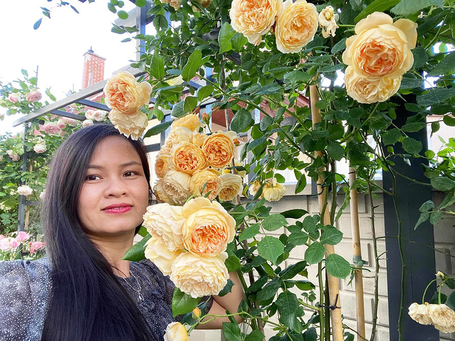 Vợ anh Song cho biết, việc chăm sóc hồng cũng khá đơn giản, chỉ cần tưới nước, bón phân, bắt sâu là cây cứ thế cho hoa.