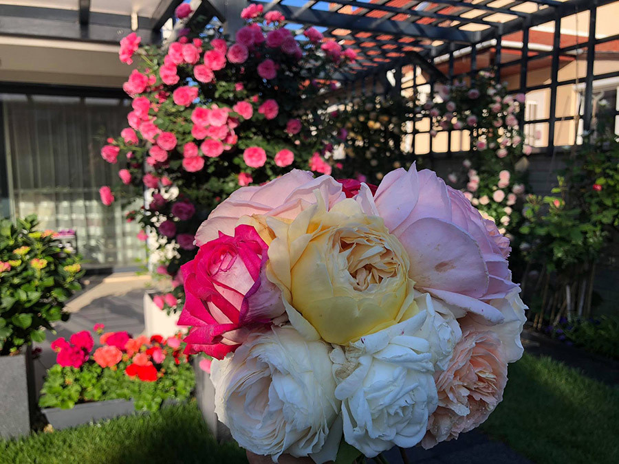 Từ khi có vườn hồng, vợ anh Song lúc nào cũng có hoa cắm trong nhà. Những dịp sinh nhật bạn, hay có tiệc của người quen, chị cũng hái hoa, bó lại rồi mang đi tặng.