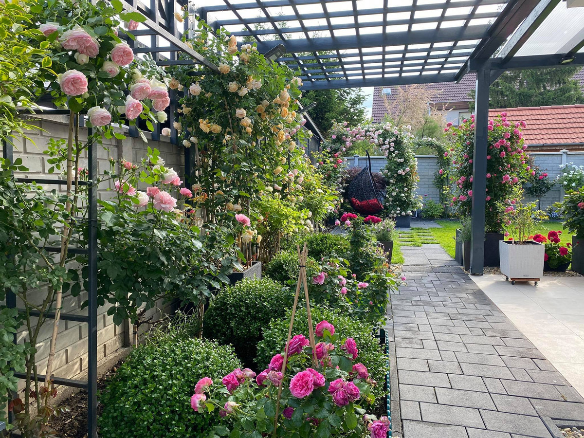 Hơn 100 gốc hồng được anh Song trồng khắp nơi trong vườn nhà, từ ngoài cổng đến các góc vườn… Hằng ngày, anh dành thời gian vun gốc, chăm sóc, bón phân. Để chúng được đẹp hơn, anh Song uốn cành, thiết kế thành hình cổng, hoặc chụm nhiều cây hoa lại với nhau để để cây thêm sum sê, có hình dáng đẹp.