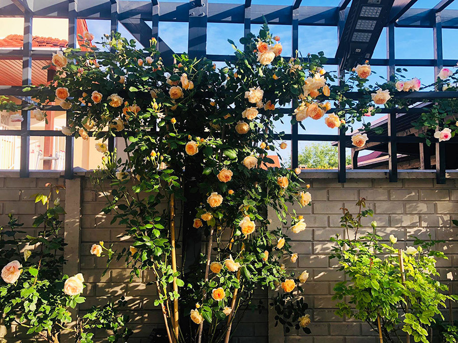 Anh Song cho biết, hai vợ chồng anh đều thích hoa, nhất là hoa hồng vì mùi thơm, nét đẹp và màu sắc của hoa. Bốn năm trước, anh Song cùng vợ quyết định thiết kế lại vườn cho quy củ. Ngoài trồng các loại rau anh Song còn mua hơn 100 gốc hồng về trồng.