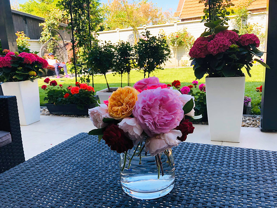 Hơn 100 gốc hồng của vợ chồng anh Song có nhiều màu sắc, chủng loại, tên gọi khác nhau. Các giống hồng trong vườn anh hiện có là: Eden 85, Eden 88, David Austin Golden Celebration, Abraham Darby, James Galway, Autumn Rouge, Leonardo da Vinci…