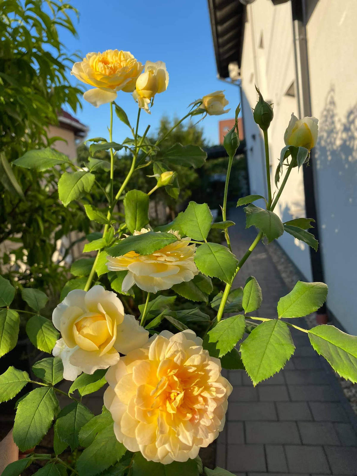 Anh Song kể, cả nhà anh thường dành nhiều thời gian để ngắm những bông hồng bung nụ sớm mai. Chiều về, anh và vợ lại cùng nhau uống trà, ngắm hoa, đôi khi lại cùng nhau tưới cây, tỉa cành…