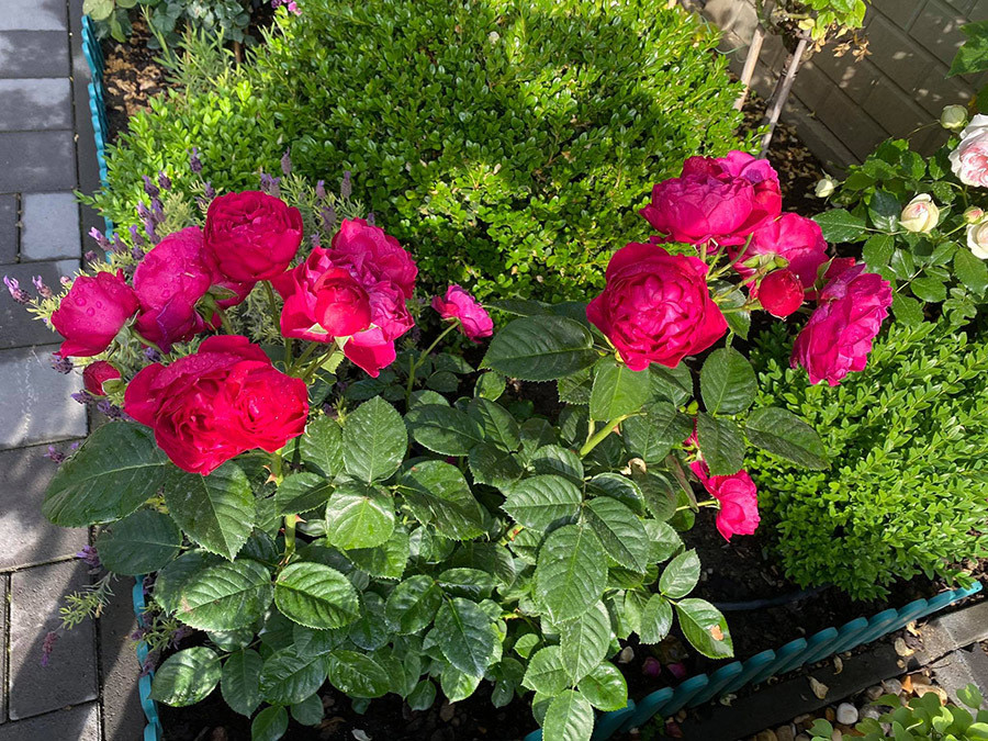 Ban đầu, vợ chồng anh trồng các loại rau, bầu, bí, các loại cây ăn trái để cung cấp thực phẩm sạch cho cả nhà. "Vợ chồng tôi sinh ra và lớn lên ở miền Trung. Khi xa quê rất nhớ các món ăn quê nhà, chúng tôi tự trồng để có rau sạch ăn và đỡ nhớ quê", anh Song nói.