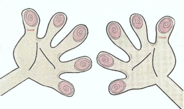 Số hoa tay quý như kim cương, cuộc đời gặp nhiều may mắn - Hình 2 So hoa tay quy nhu kim cuong, cuoc doi gap nhieu may man-Hinh-2