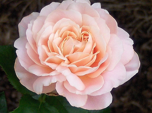 Nhung bong hoa dat nhat the gioi, gia bang ca ngoi nha-Hinh-2