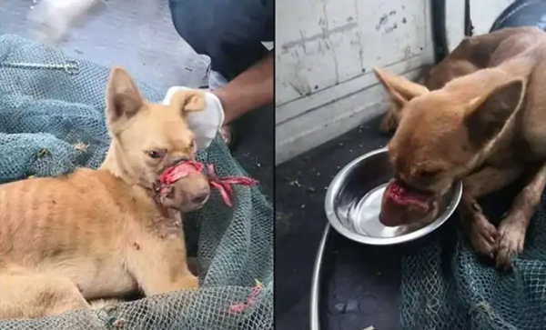 Cuu song chu cho bi dan bang dinh quanh mieng suot 2 tuan