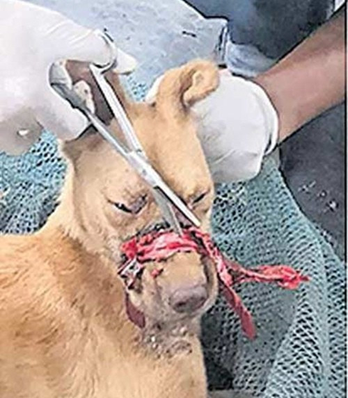 Cuu song chu cho bi dan bang dinh quanh mieng suot 2 tuan-Hinh-2