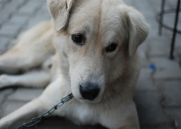 Cuu song chu cho bi dan bang dinh quanh mieng suot 2 tuan-Hinh-3