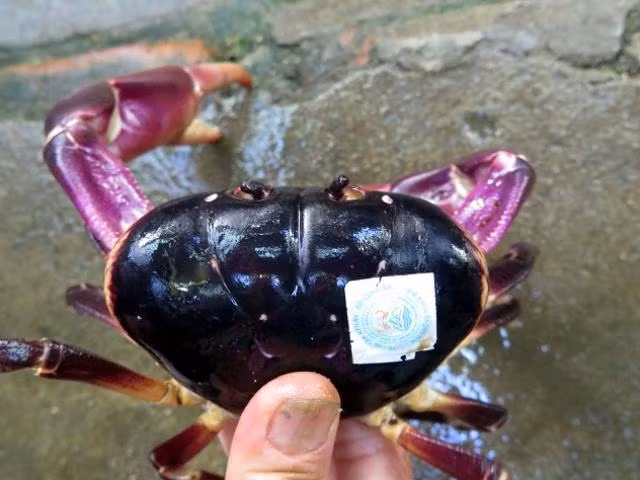 Con giong gian, mui nhu bo xit ma gia len toi 5 trieu dong/kg-Hinh-3