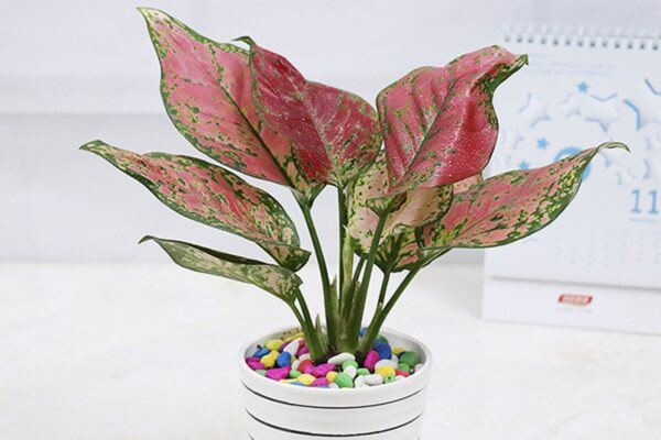 Nguoi menh Hoa trong 5 loai cay nay, tai loc may man ua ve-Hinh-2