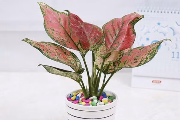 Nguoi menh Hoa trong 5 loai cay nay, tai loc may man ua ve-Hinh-2