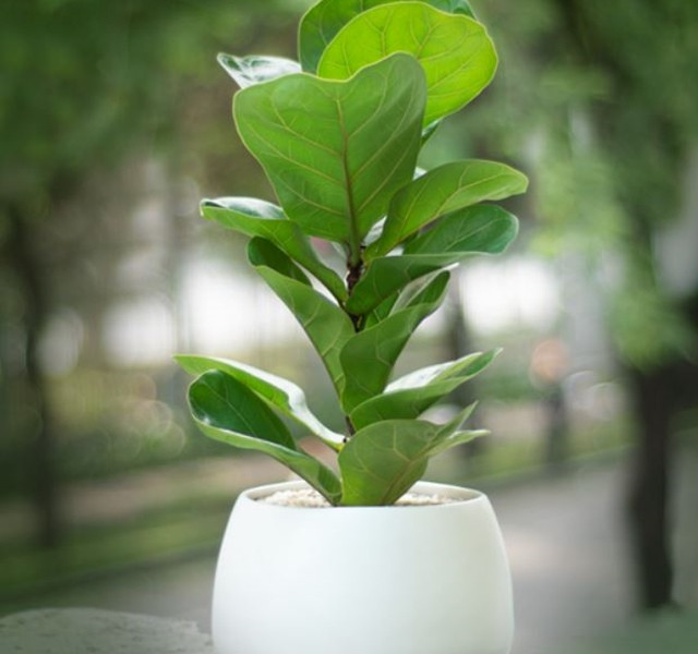 Cac mau cay canh de ban dep, hop tuoi, hop menh phong thuy-Hinh-19