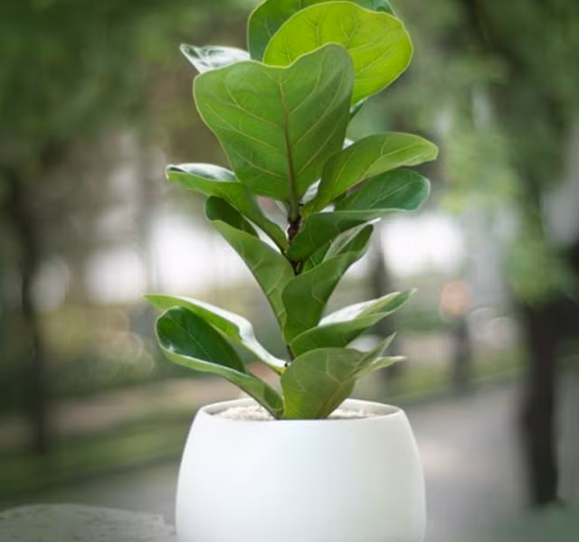 Cac mau cay canh de ban dep, hop tuoi, hop menh phong thuy-Hinh-19