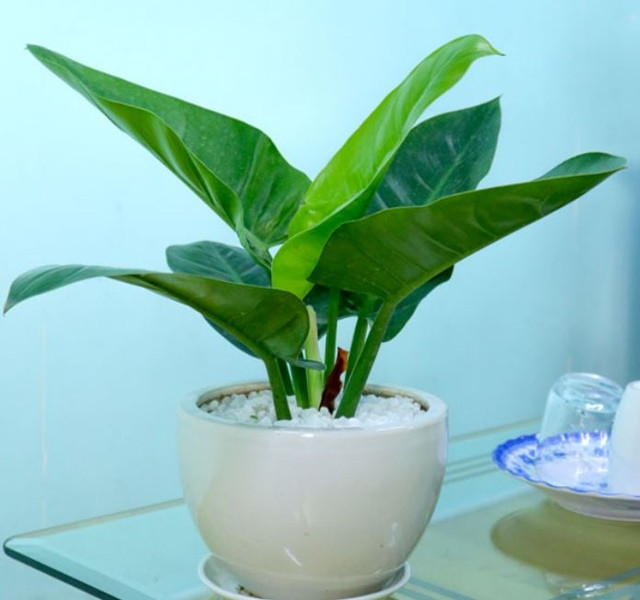 Cac mau cay canh de ban dep, hop tuoi, hop menh phong thuy-Hinh-17