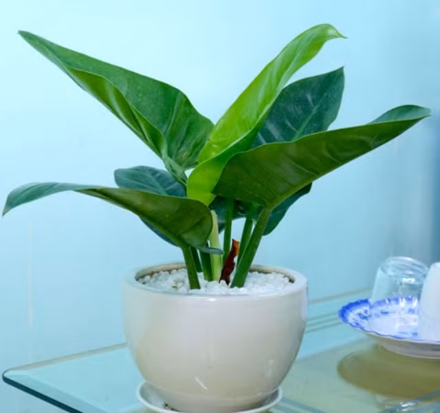 Cac mau cay canh de ban dep, hop tuoi, hop menh phong thuy-Hinh-17