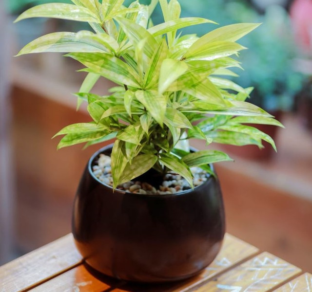 Cac mau cay canh de ban dep, hop tuoi, hop menh phong thuy-Hinh-12