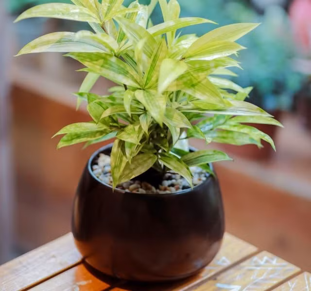 Cac mau cay canh de ban dep, hop tuoi, hop menh phong thuy-Hinh-12