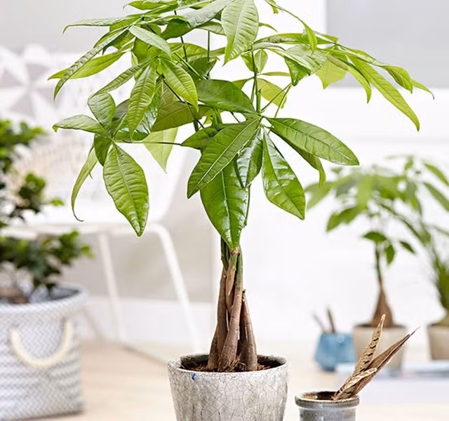 Cac mau cay canh de ban dep, hop tuoi, hop menh phong thuy-Hinh-13