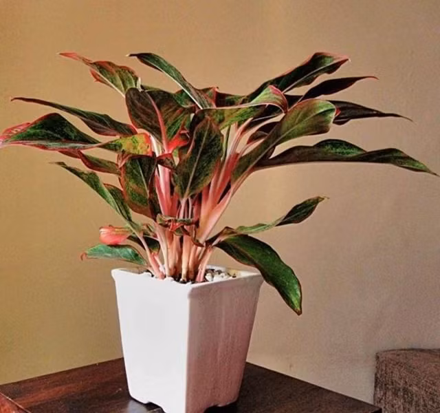 Cac mau cay canh de ban dep, hop tuoi, hop menh phong thuy-Hinh-21