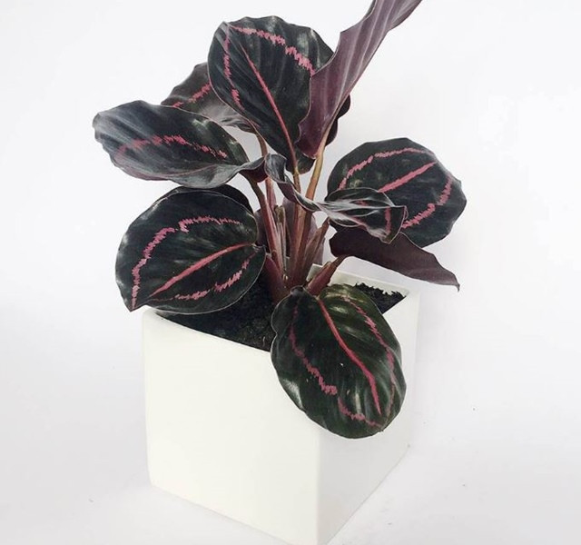 Cac mau cay canh de ban dep, hop tuoi, hop menh phong thuy-Hinh-22