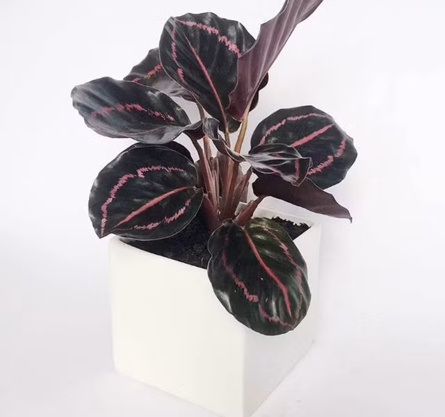 Cac mau cay canh de ban dep, hop tuoi, hop menh phong thuy-Hinh-22