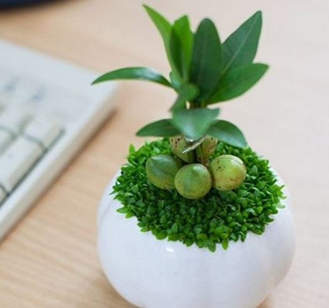 Cac mau cay canh de ban dep, hop tuoi, hop menh phong thuy-Hinh-8