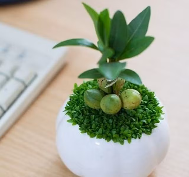 Cac mau cay canh de ban dep, hop tuoi, hop menh phong thuy-Hinh-8