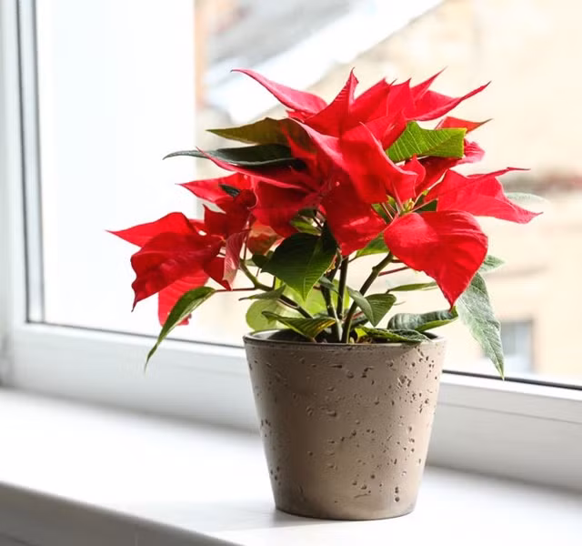 Cac mau cay canh de ban dep, hop tuoi, hop menh phong thuy-Hinh-28