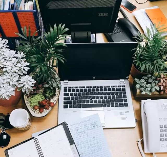 Cac mau cay canh de ban dep, hop tuoi, hop menh phong thuy-Hinh-2