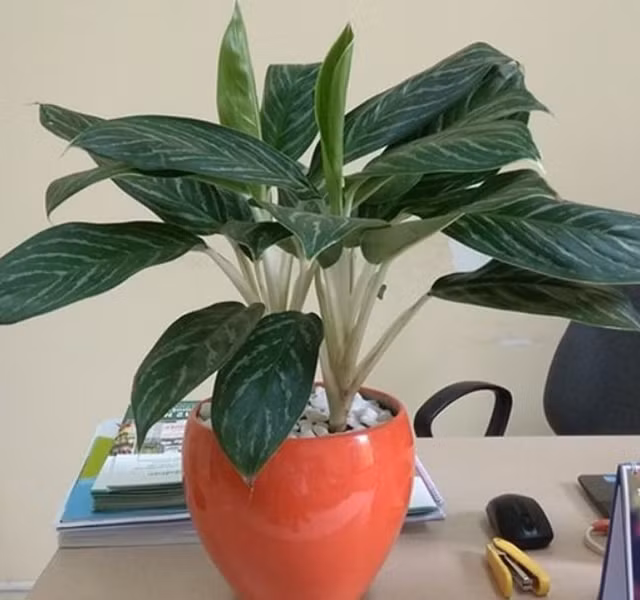 Cac mau cay canh de ban dep, hop tuoi, hop menh phong thuy-Hinh-15