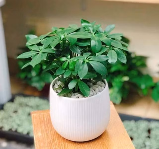 Cac mau cay canh de ban dep, hop tuoi, hop menh phong thuy-Hinh-18