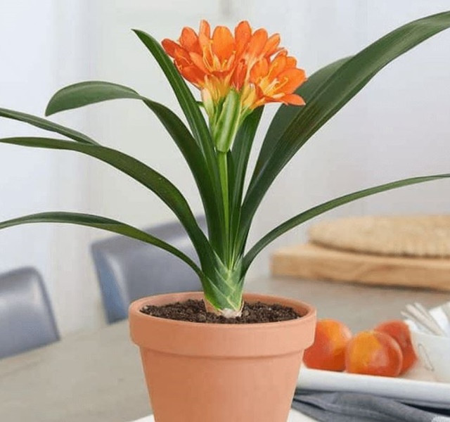 Cac mau cay canh de ban dep, hop tuoi, hop menh phong thuy-Hinh-9