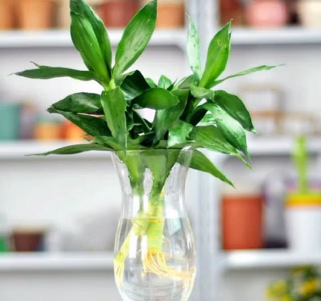 Cac mau cay canh de ban dep, hop tuoi, hop menh phong thuy-Hinh-25