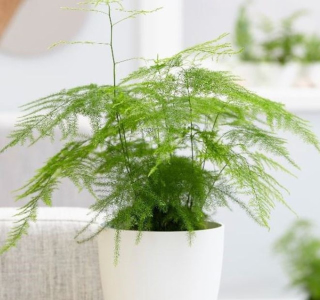 Cac mau cay canh de ban dep, hop tuoi, hop menh phong thuy-Hinh-24